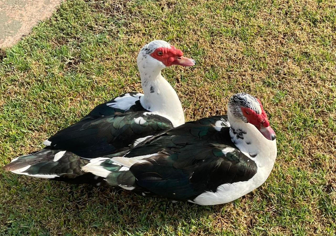 Kievits Kroon Gauteng Wine Estate Pretoria-Noord Buitenkant foto